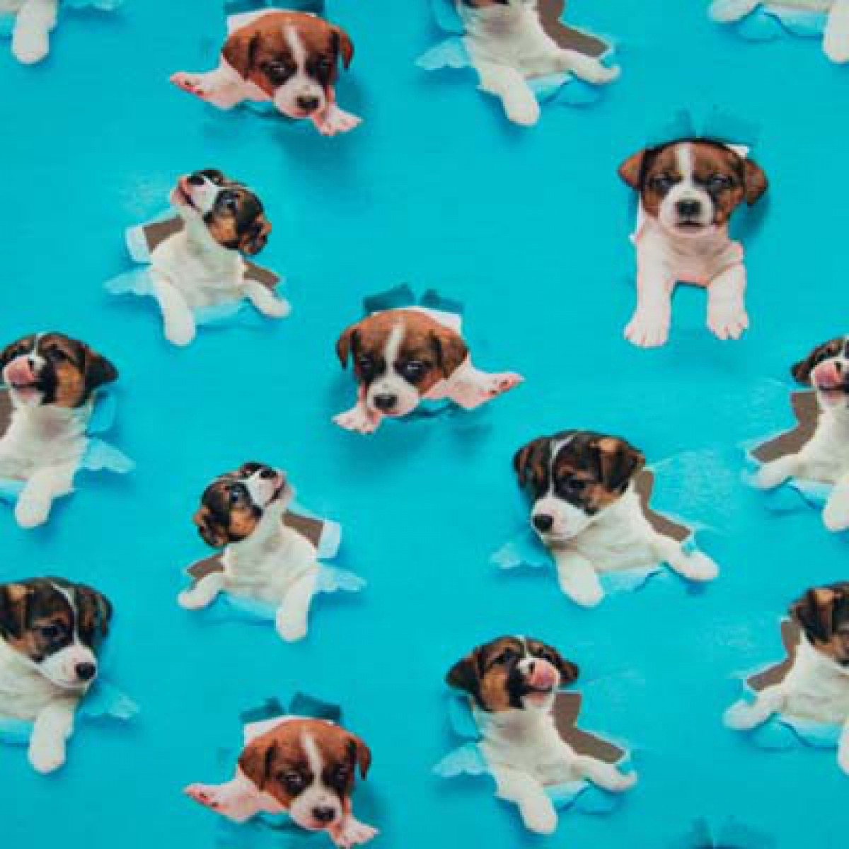 Jersey Puppies auf Aqua Digital