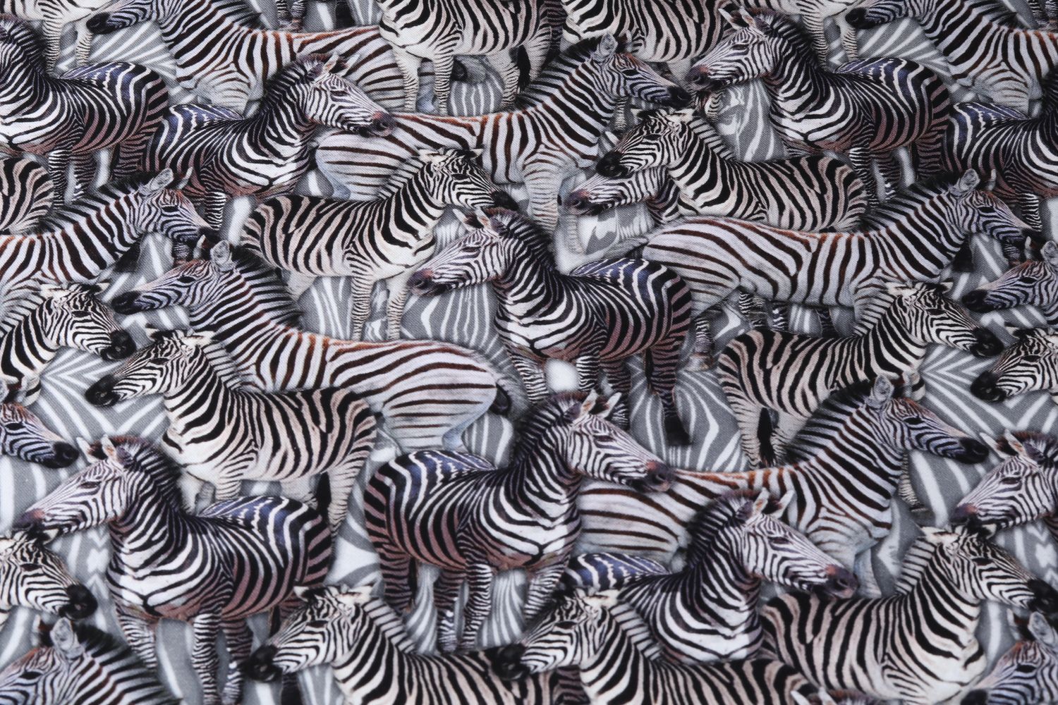 Canvas - Baumwolle Digitaldruck Zebras auf Schwarz